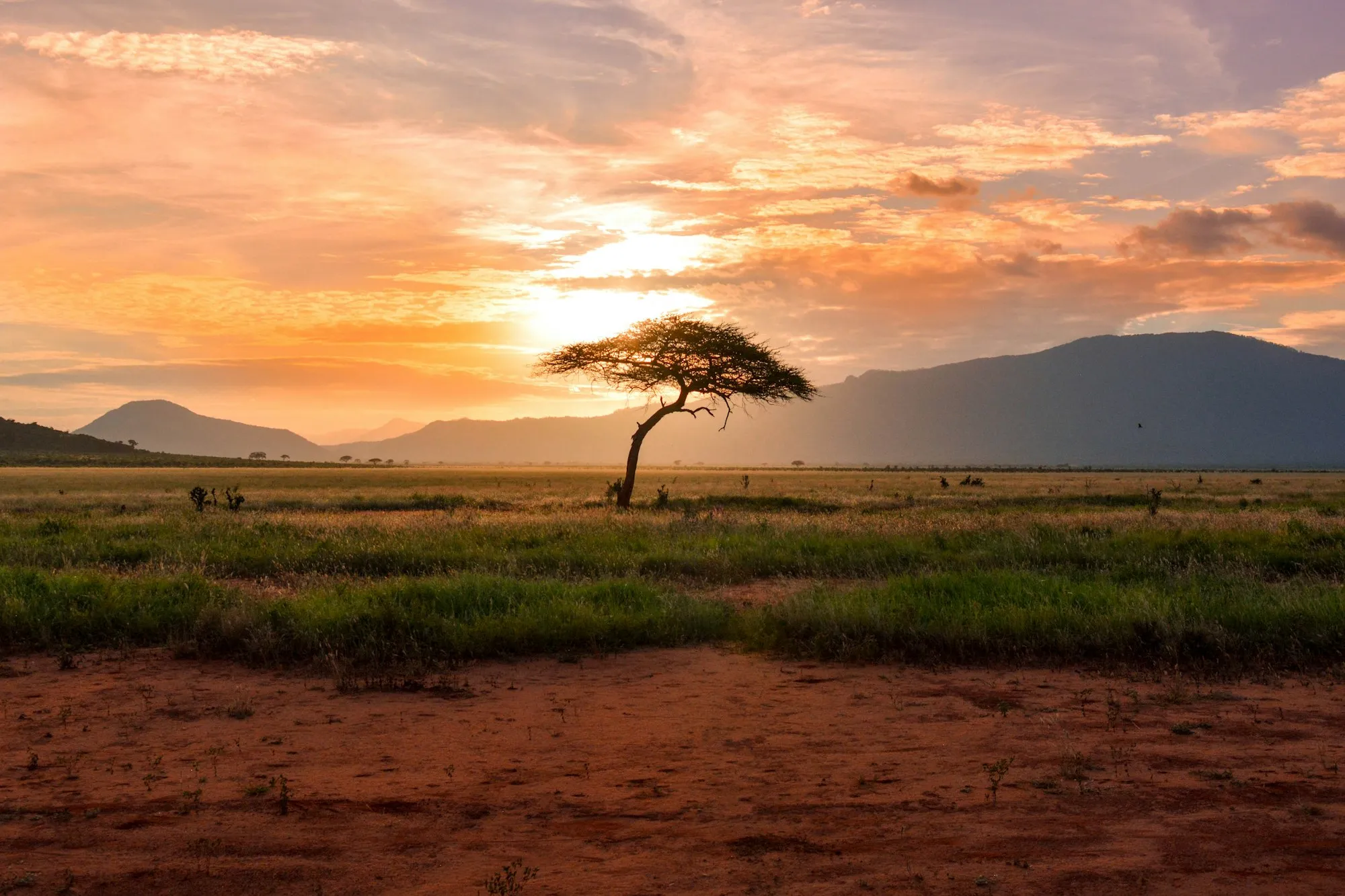 A lone acacia tree on the African savanna at sunset, mountains in the distance